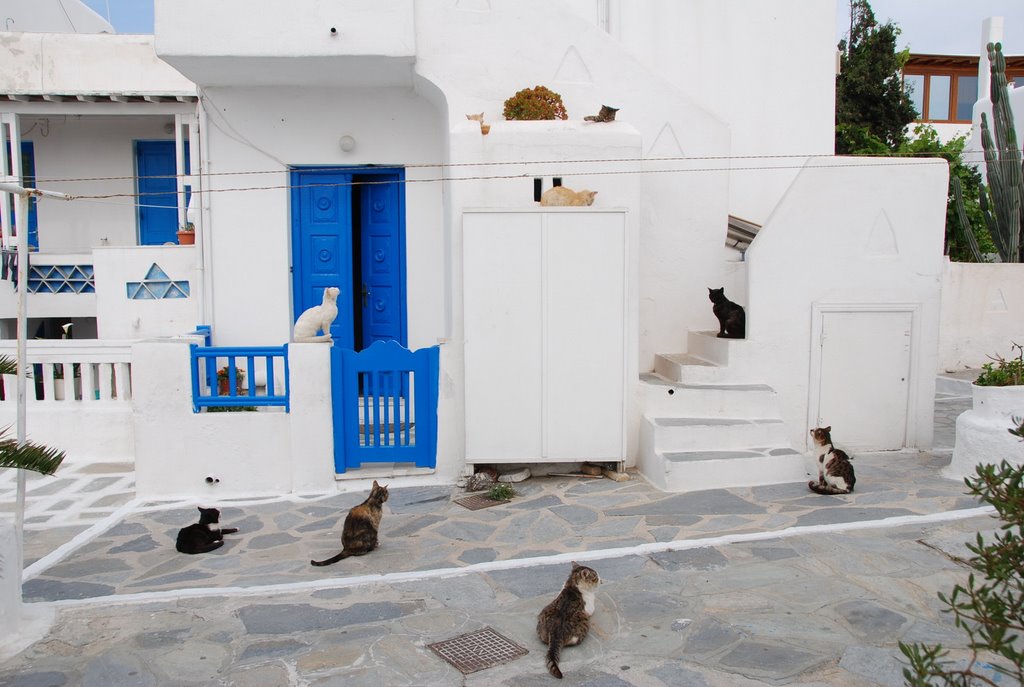 aegean cats greece islands