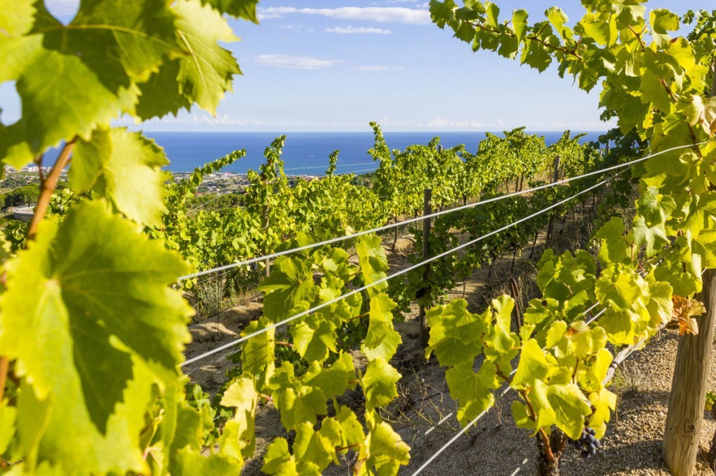catalonia-vineyard-spain-best-wine-destinations-in-europe