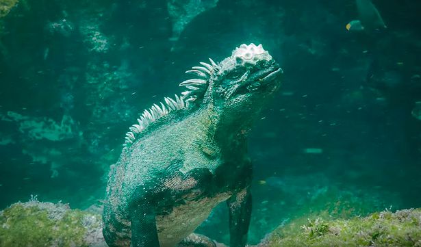 A Godzilla Iguana Swims Alongside Scuba Divers Picsvid