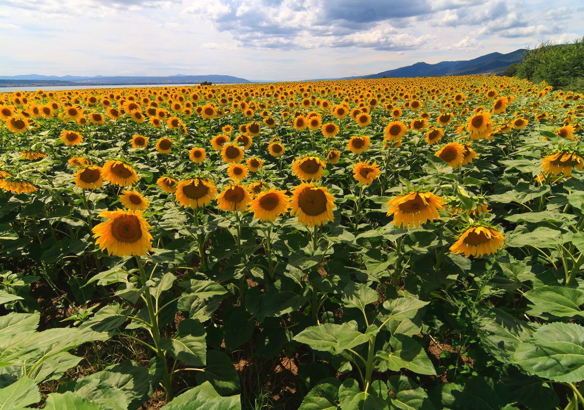 Sunflowers somewhere in Greece…
