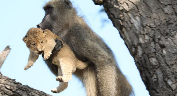 Baboon grooms little lion cub in South Africa’s Kruger ...