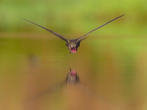 bird