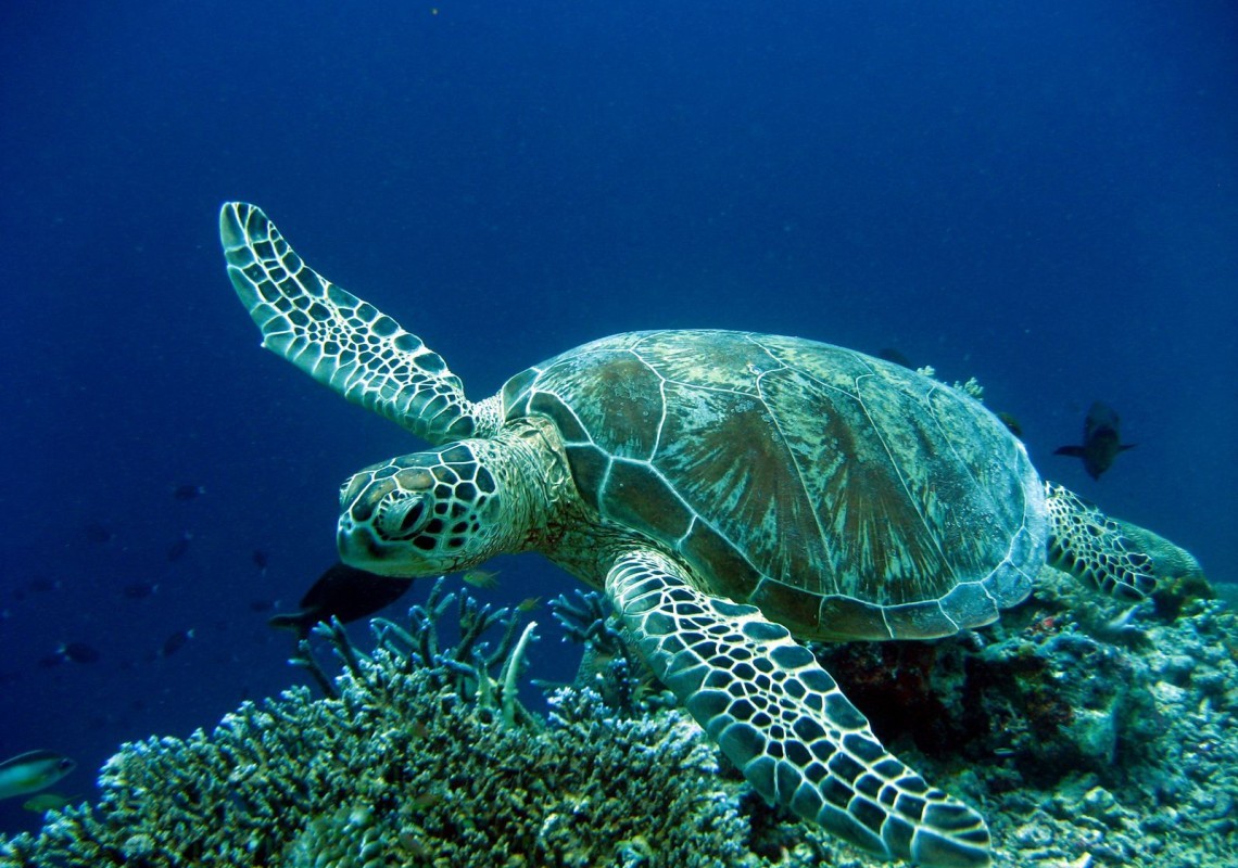 Zakynthos – National Marine Park | protothemanews.com