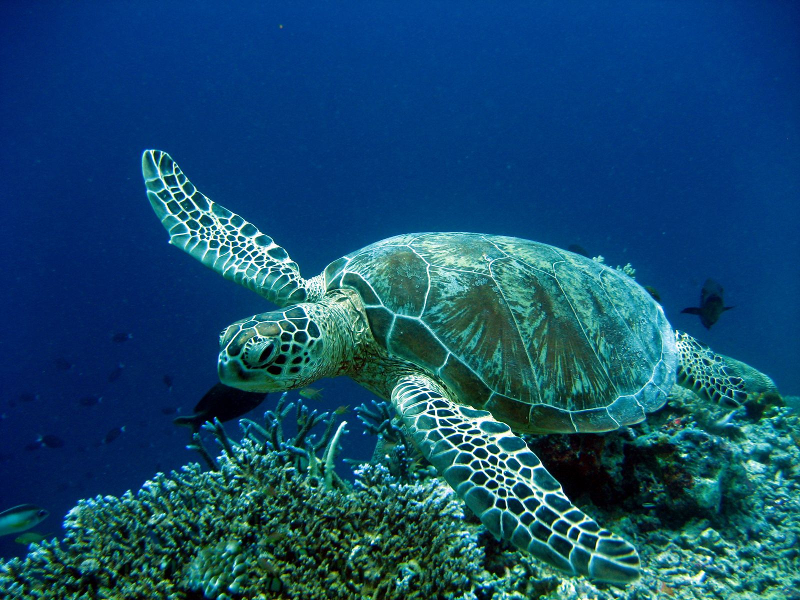 Zakynthos - National Marine Park - ProtoThema English