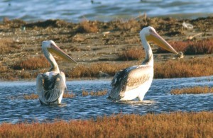 Prespa National Park received the European Natura 2000 Award ...