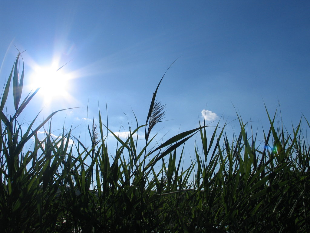 Sunny weather. Sunny weather outside. Sunny weather pictures.