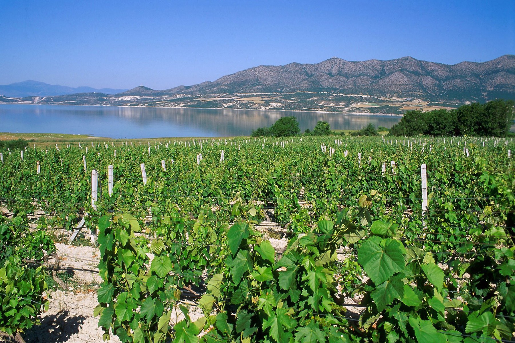 Wine & Spirits Magazine: Three Greek wineries among the 100 best in the ...