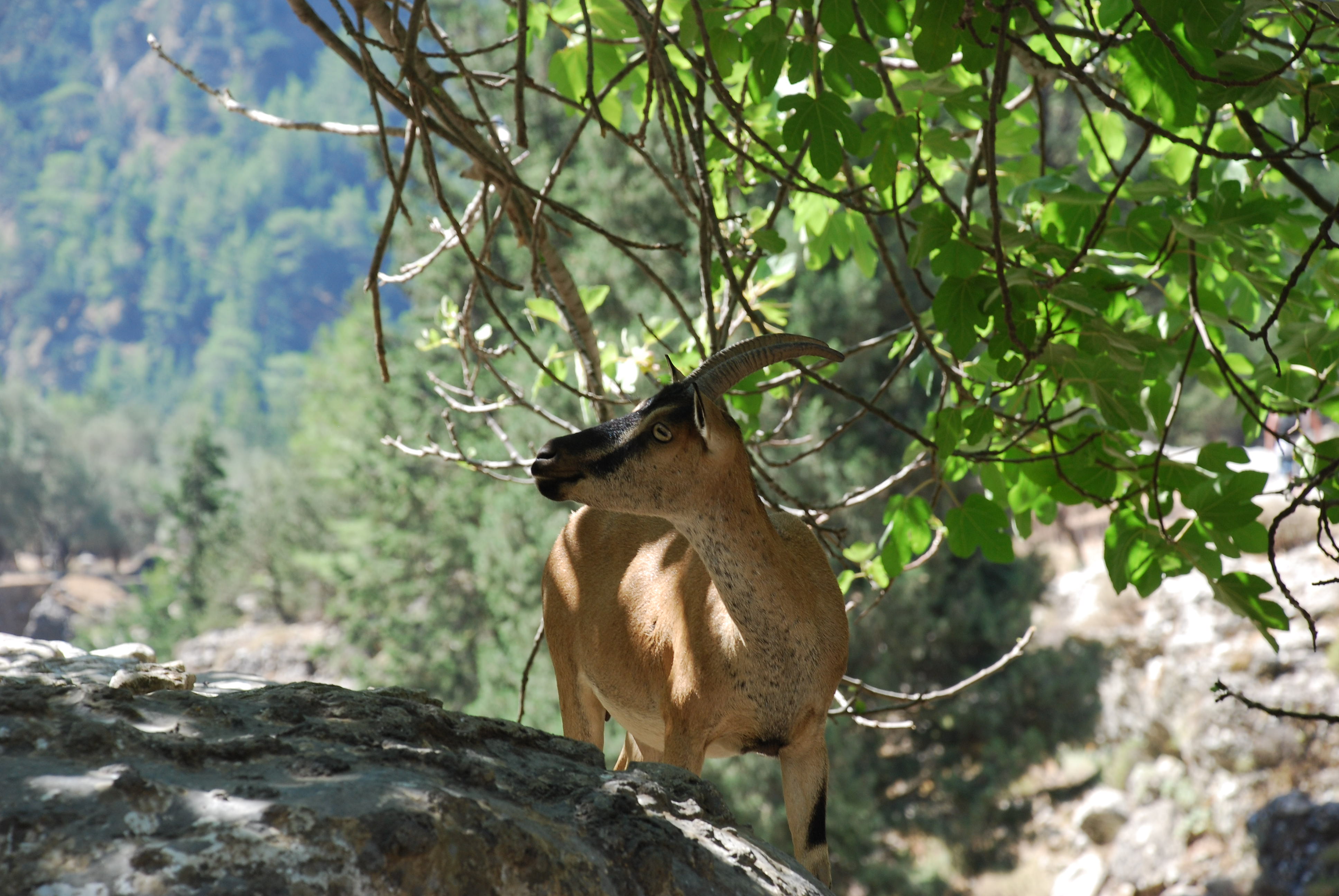 Animals endemic to Greece | protothemanews.com