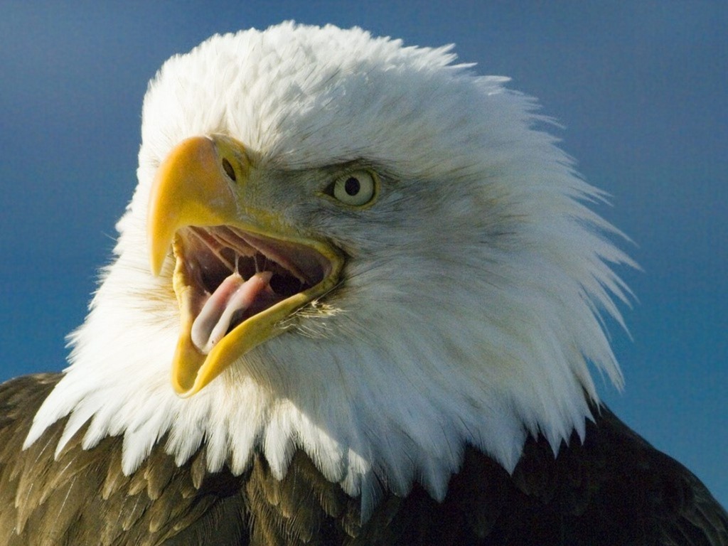 Bald Eagle
