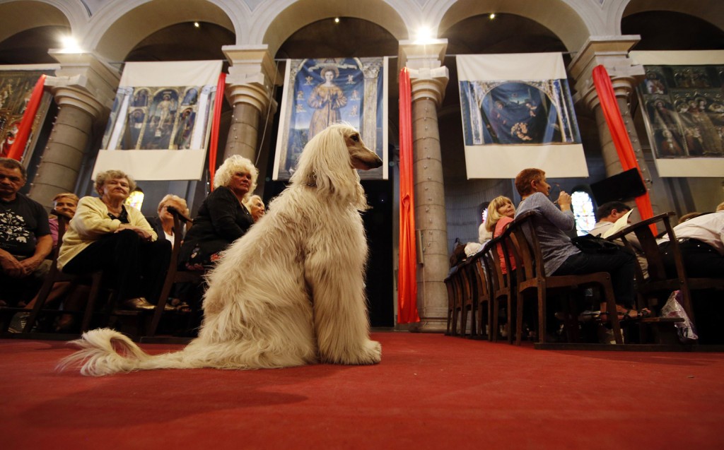 Image: A dog sits in the aisle of Saint Pierre D'Arene church during a mass to honour the feast of Saint Francis of Assisi in Nice