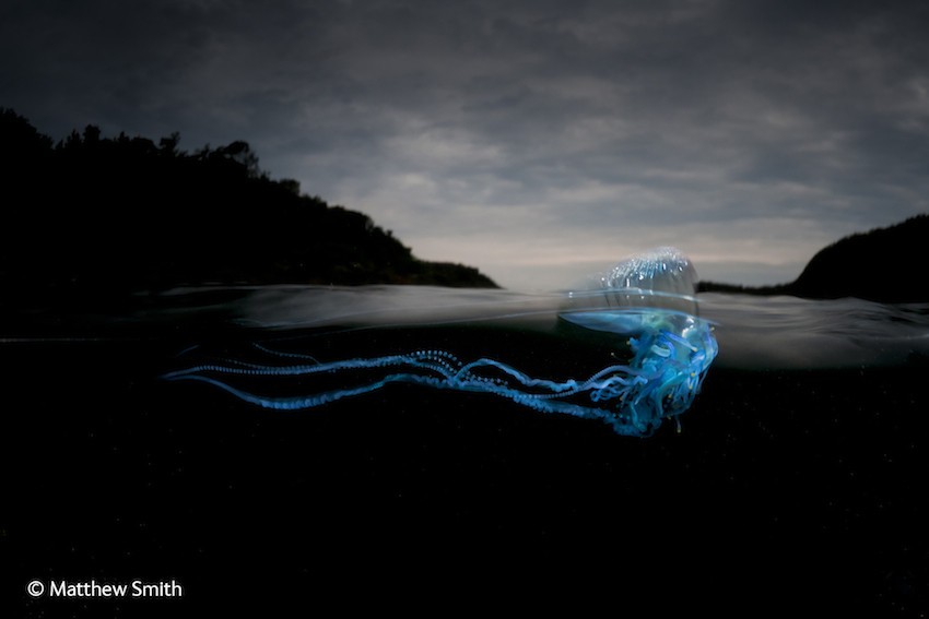Matthew Smith's Sailing By caught a floating colony of four kinds of organisms, dependent on each other for survival.