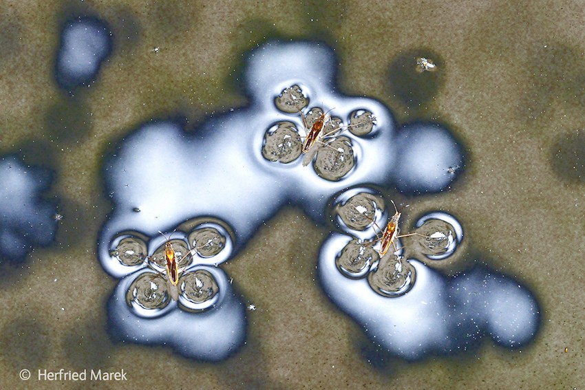 Herfried Marke's Skating on Sunlight captured bugs skating on dark water creating pockets of light in a forest pool in Styria, Austria.