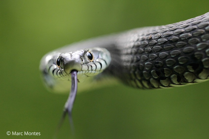 Marc Montes' Snake Eyes shows a large grass snake from Spain.