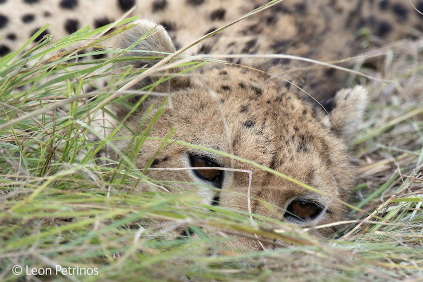 TheWatchfulCheetahLeonPetrinosWATERMARKED