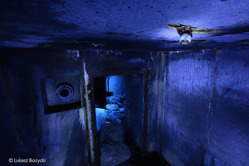 Lukasz Bozycki's photographs of an abandoned bunker built by Germans in the Puszcza Piska Forest in WWII are eerie thanks to the lighting (see the detail of the bat hanging from the ceiling). Titled Winter Hangout.