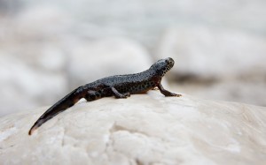 alpenmolch_alpine_newt_triturus_alpestris