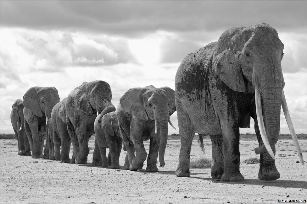 Слоновый год. Стая слонов. Семья слонов. Караван слонов. Слоны идут.