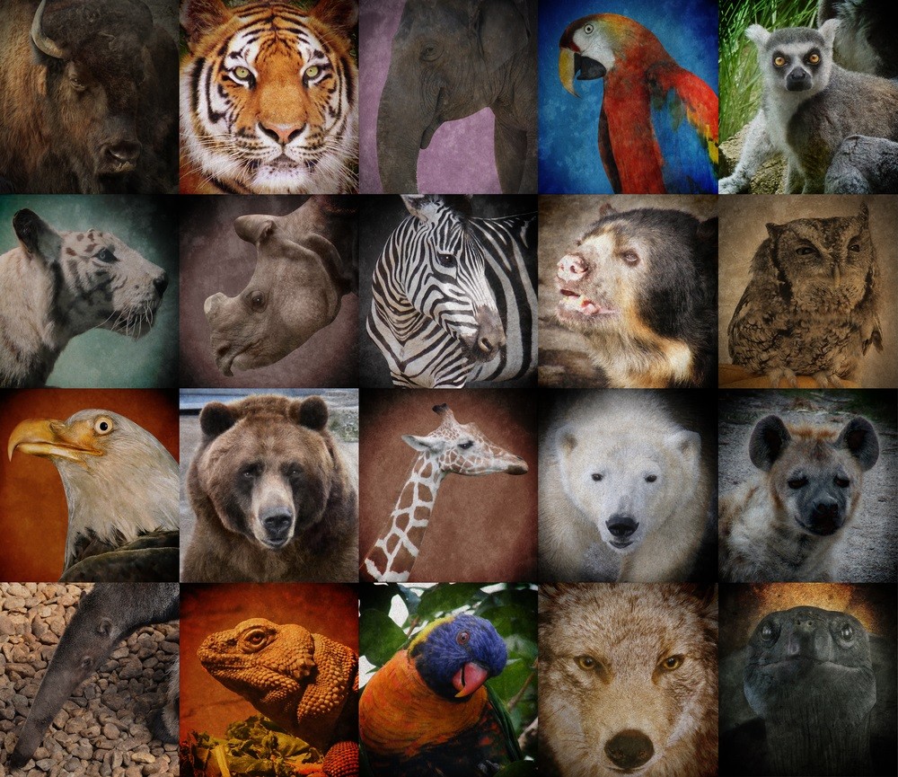 Where are the most endangered species of the world? (map) - ProtoThema ...