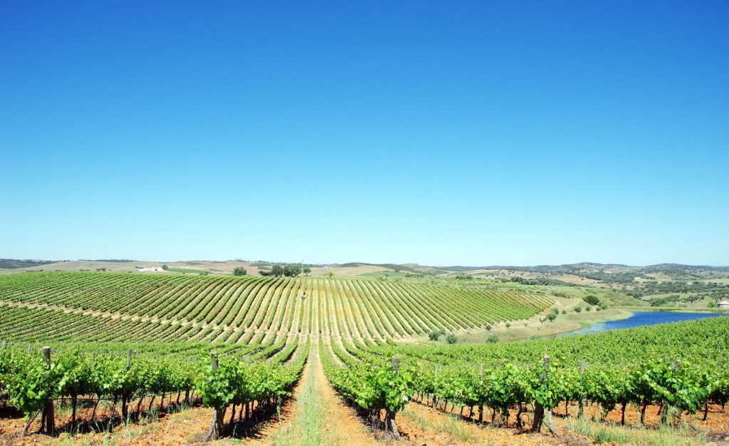 alentejo-vineyard-portugal-best-wine-destinations-in-europe