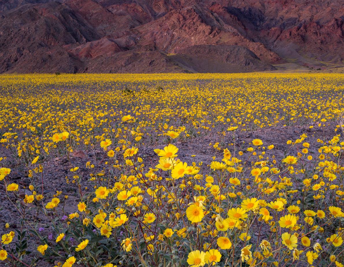 Death Valley is alive again (pics)