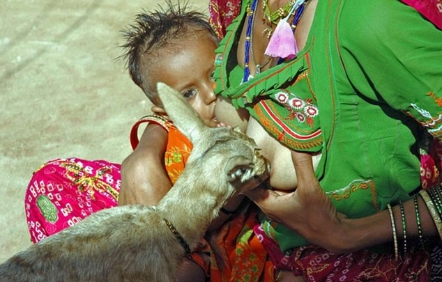 Indian woman breastfeeds deer (photos) 