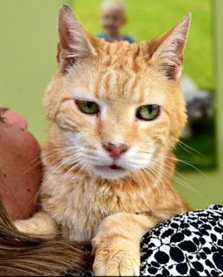 Is This The Oldest Cat In The World photos Protothemanews