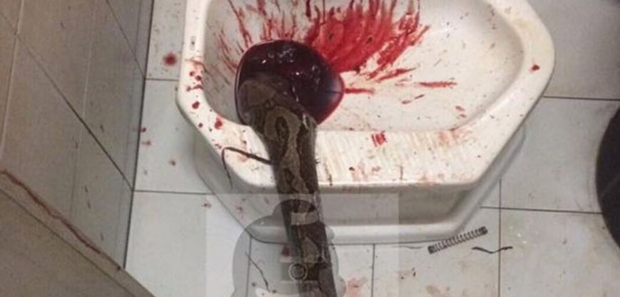 Snake bites man's penis from toilet bowl: A brief history of when rats,  snakes, and other animals attack from below.