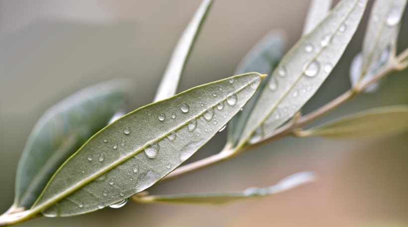 Researchers completely decode olive genome - ProtoThema English