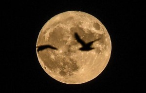 epa05631458 Gulls fly as the supermoon rises in central Prague, Czech Republic, 14 November 2016. The moon is the largest full moon since 1948 also known as the 'supermoon,' when the moon reaches its closest point to Earth. The next time the moon will be this close will be on 25 November 2034.  EPA/FILIP SINGER