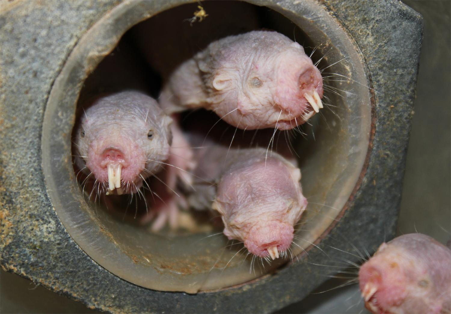 Naked Mole Rats Could Save Your Life So Stop Calling Them Ugly