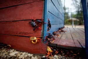 Crabs coming from the surrounding forests climb a food hut on their way to spawn in the sea in Playa Giron, Cuba, April 21, 2017. Picture taken on April 21, 2017. REUTERS/Alexandre Meneghini