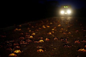 Crabs coming from the surrounding forests cross a highway on their way to spawn in the sea in Playa Giron, Cuba, April 20, 2017. Picture taken on April 20, 2017. REUTERS/Alexandre Meneghini