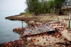 Crabs coming from the surrounding forests gather near the sea to spawn in Playa Giron, Cuba, April 21, 2017. Picture taken on April 21, 2017. REUTERS/Alexandre Meneghini