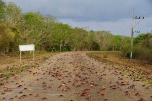 Crabs coming from the surrounding forests cross a highway on their way to spawn in the sea in Playa Giron, Cuba, April 21, 2017. Picture taken on April 21, 2017. REUTERS/Alexandre Meneghini      TPX IMAGES OF THE DAY