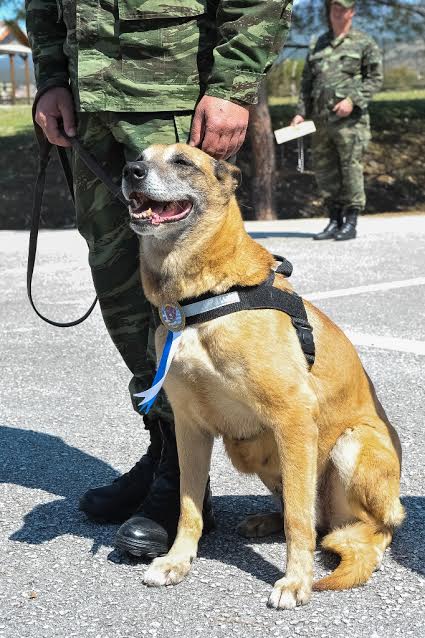 Greek army honours military dog for its services (photos ...