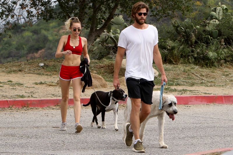 Miley Cyrus bares abs while walking dogs (photo) 