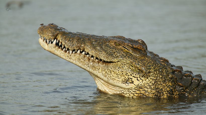 Cyprus: They are looking for…crocodiles in the dams in the occupied ...