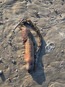 TEXAS CITY, TEXAS, USA This mysterious sea creature baffled experts when it was discovered on a Texas beach after Hurricane Harvey. (Credit: Pen News/Preeti Desai) (Pen News £25, £15, £10) (Contact editor@pennews.co.uk/07595759112)