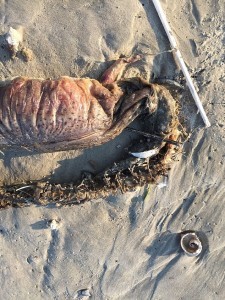TEXAS CITY, TEXAS, USA This mysterious sea creature baffled experts when it was discovered on a Texas beach after Hurricane Harvey. (Credit: Pen News/Preeti Desai) (Pen News £25, £15, £10) (Contact editor@pennews.co.uk/07595759112)
