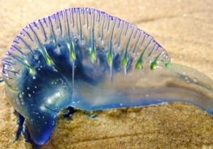 bluebottle-jellyfish