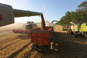 Combine harvesters load trucks with wheat grain during the summer wheat harvest on a farm operated by Kuban Agroholding, a unit of Basic Element Co., in Ust-Labinsk, Russia, on Sunday, June 26, 2016. Russian wheat-export prices dropped to a six-year low last week as prices in major competitors such as the U.S. and France fell and harvesting of a bumper crop was about to start. Photographer: Andrey Rudakov/Bloomberg