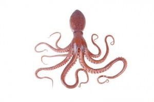 octopus-768x512