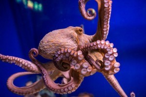 octopus-in-water-768x513