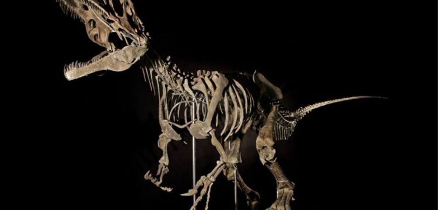Rare dinosaur skeleton sold for €2 million in Paris | protothemanews.com