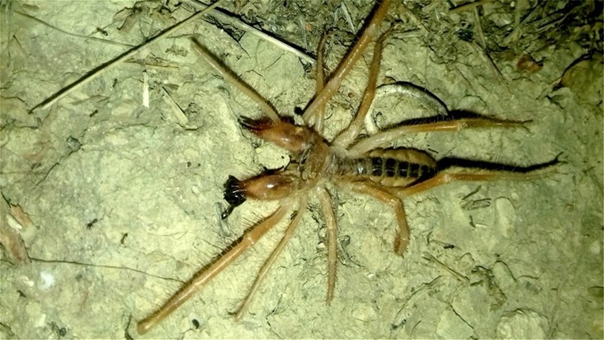 Large camel spider horrifies Trikala family (photo) | protothemanews.com