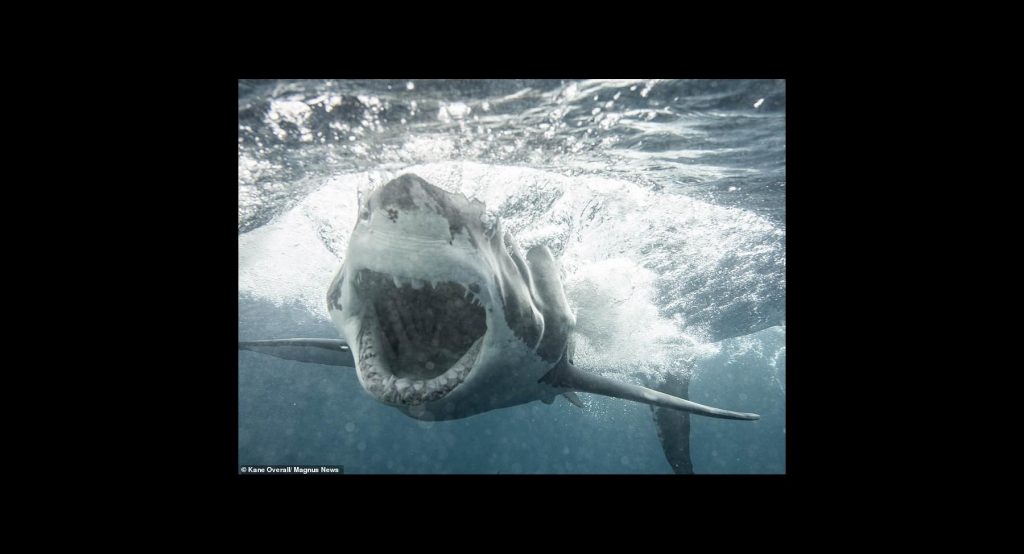 Scary photos of great white shark attacking cage (photos ...