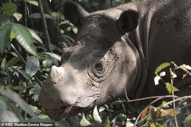 Sumatran rhinoceros becomes extinct in Malaysia after last of the