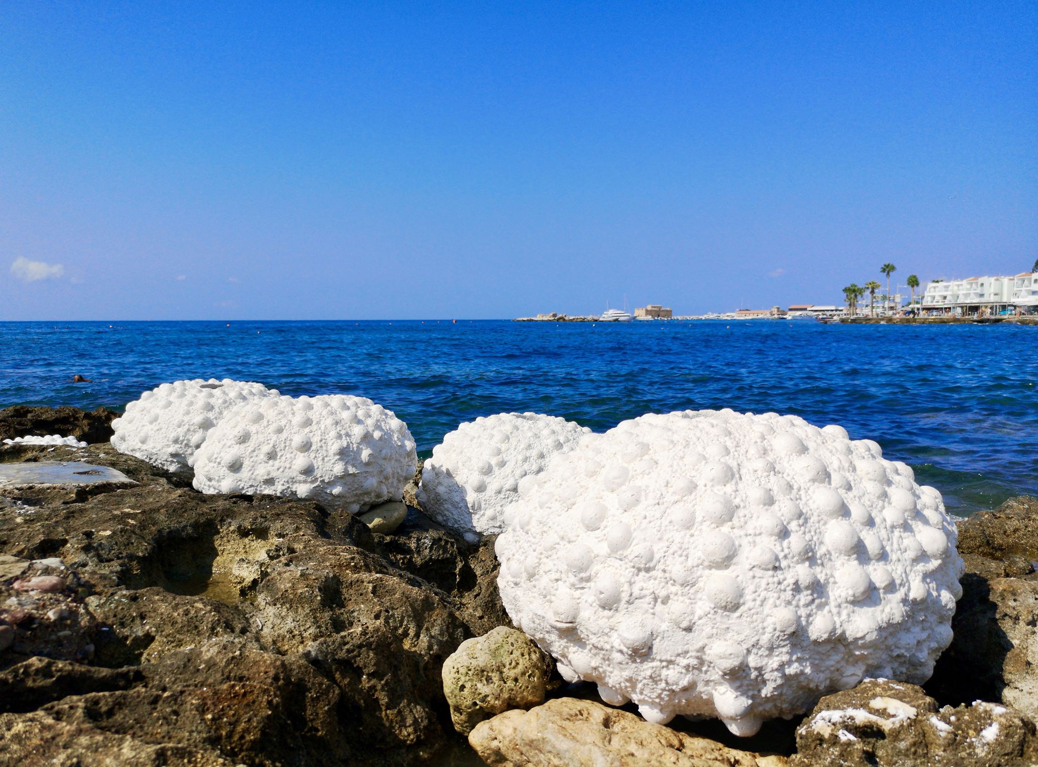 Shells Paphos Unique work of art in Paphos is first snorkelling park in Cyprus (photo ...