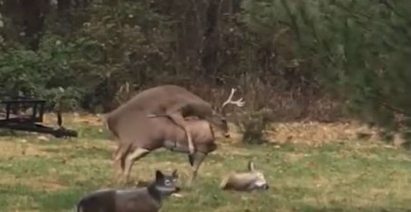812px x 418px - Deer tries to have sex with statue and is shocked when its head falls off  (hilarious video) | protothemanews.com
