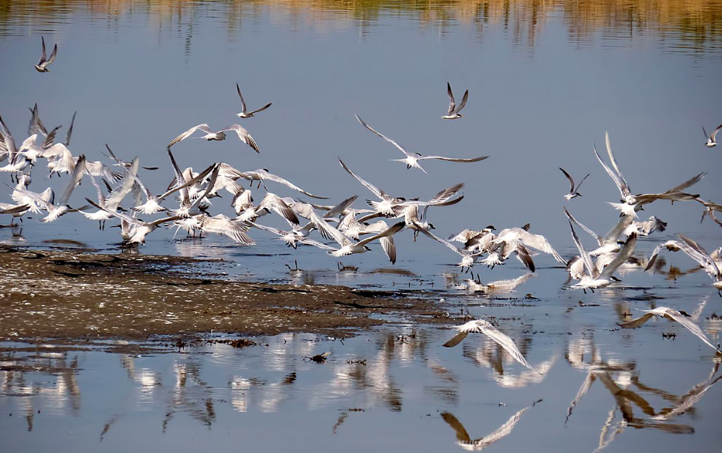 Evros River delta - ProtoThema English